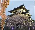 FESTIVAL SAKUR&hellip;