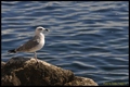 GALEB MARKO - &hellip;