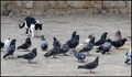 ISPRED JELOVNI&hellip;