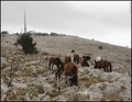 KONJIĆI SRĐEVI&hellip;