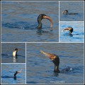 KORMORAN I JA &hellip;