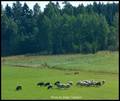 MALA CRNO - BI&hellip;