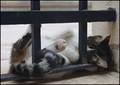 MAČJE VRUĆINE &hellip;