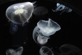 MEDUZE  BY ŽT &hellip;