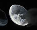 MEDUZE BY ŽT -&hellip;