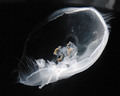 MEDUZE BY ŽT -&hellip;