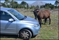 ONE HORSE POWE&hellip;