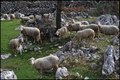 OVČICE MODELIC&hellip;