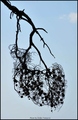 PRIRODNA GRAFI&hellip;