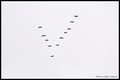 PTICE SELICE -&hellip;