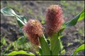 ROCKERI POZDRA&hellip;