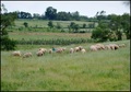 SLAVONAC MOŽDA&hellip;