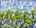 SMOKVA, SUNCE &hellip;