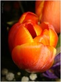 tulipan