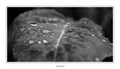 delicate