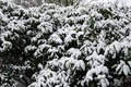 Rododendroni p&hellip;