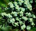Čempres - deta&hellip;