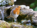 Robin - Eritha&hellip;