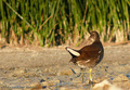 Mlakusa (Galli&hellip;