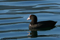 Liska ( Fulica&hellip;