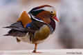 Mandarinka - A&hellip;