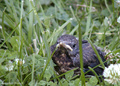 Kos (Turdus me&hellip;