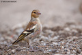 Zeba - Fringil&hellip;