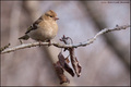 Zeba - Fringil&hellip;