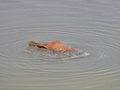 ovako bi ja sa&hellip;