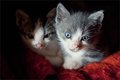 moji novi mice&hellip;