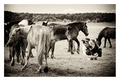 Foto safari - &hellip;