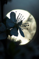 moonlight sere&hellip;