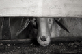 "zastava&&hellip;