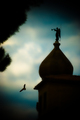 Angel vs Seagu&hellip;