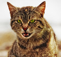zelenooka divl&hellip;