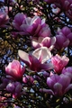 Spring in the &hellip;