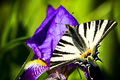 Iphiclides pod&hellip;