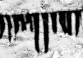 dalmatinska sj&hellip;