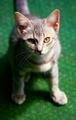felix the hous&hellip;