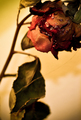 Rosa salvaje s&hellip;