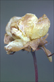 Frozen Rozen
