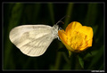 White and yell&hellip;