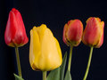 vrijeme tulipa&hellip;