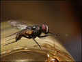 galopirajuca m&hellip;
