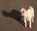 susjedov ljubi&hellip;