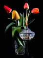 tulipanovska s&hellip;