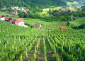 vinogradi u ok&hellip;