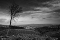 last tree stan&hellip;