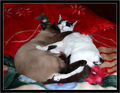 Dixie & Ja&hellip;