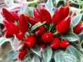 	 red hot chil&hellip;
